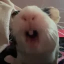 PIGGY GANG 🐹
