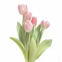 Tulips ˚ ༘♡ ·˚ ₊˚ˑ༄ؘ