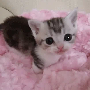 фыркфырк — Дискорд Сервер