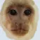 HillyChimp