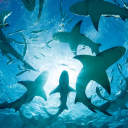 Ocean Dwellers ¹⁸⁺ Discord server icon