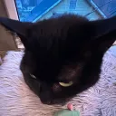 Dvmncord