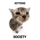 kittens society NEW ERA's icon