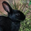 Plutanian's hangout 🐇 Discord server icon