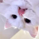 ୧ ‧₊˚ ❄ ꒰ᴍᴇᴏᴡɢɪᴄᴀʟ ᴡɪɴᴛᴇʀ ꒱♡ ⌎ ˊᗜˋ