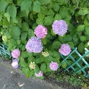RINリンのサーバー(仮)