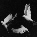 𝜗ৎ         ⸝⸝        dove’s nest 🕊