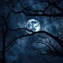 𝓣𝓱𝓮 𝓶𝓸𝓸𝓷𝓵𝓲𝓽 𝓭𝔂𝓷𝓪𝓼𝓽𝔂 🌙
