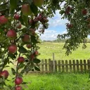 apples n lemons
