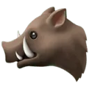 шишки елки