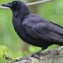 DarkCrow Productions (RR)