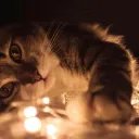 Pawsitive Vibes  ♡・