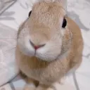 [members] whirow's slungus club 🐇