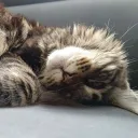 blackneeedy shi #CODE banner