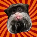 Tamarin