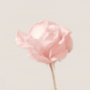 ✶ ᶻz .ᐟ Flower Field !!