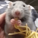 RATS PUBLIC