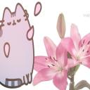 amaryllis ⋆˚࿔