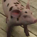 de snuitjes