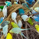 the flock