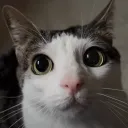 Daboomblah's pooey bunghole