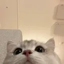 馬鹿