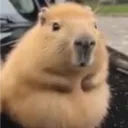 Capybara