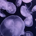 The Jellyfish Cove