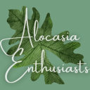 Alocasia Enthusiasts