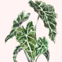 Misfit’s Greenhouse