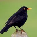 turdus-m3rula 🐦