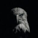 Eagle Dynamics Discord Server Icon