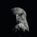 Eagle Dynamics