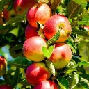 The Orchard 🍎