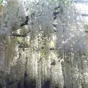 ༺⧼𓊈 白藤屋 ・ 𝑯𝒐𝒖𝒔𝒆 𝒐𝒇 𝑾𝒉𝒊𝒕𝒆 𝑾𝒊𝒔𝒕𝒆𝒓𝒊𝒂 𓊉⧽༻
