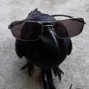 Crow's Paradise