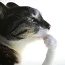 ᴘʀɪᴍᴇɪʀᴏ ᴘᴀꜱꜱᴏ