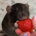 ꉂ`🍓˖ * raymond's 𝘴𝘵𝘳𝘢𝘸𝘣𝘦𝘳𝘳𝘺 𝘣𝘢𝘴𝘬𝘦𝘵 Discord server icon