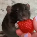 ꉂ`🍓˖ * raymond's 𝘴𝘵𝘳𝘢𝘸𝘣𝘦𝘳𝘳𝘺 𝘣𝘢𝘴𝘬𝘦𝘵