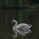 Lake of swans Discord server icon