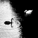 swan sanctuary        ﹕          ✦