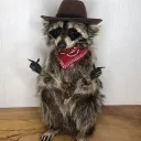 Racoon Southern Solace