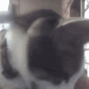 ゆっけしゃーくさーばー