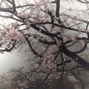 Yokai Community Discord server icon