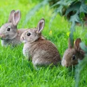 United Buns