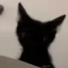NF│