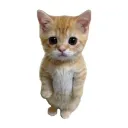 𝑳𝒂 𝑻𝒓𝒊𝒑𝒖𝒍𝒂𝒄𝒊𝒐𝒏 𝒅𝒆 𝑴𝒐𝒏𝒌𝒆𝒚 𝑫' 𝑪𝒂𝒕 Discord server icon