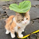 石垢Server🐱🍞