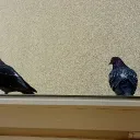 Lings
