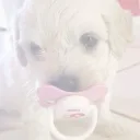 ໒ PUPPIES ა's icon